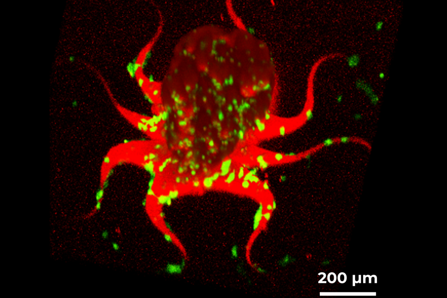 A tiny octopus, printed using the new resin in the presence of fibrosarcoma cells.