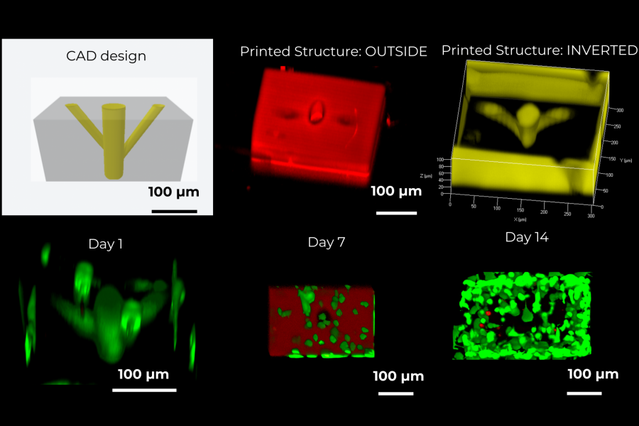 Printing of more complicated architectures: a blood vessel printed using HYDROBIO INX N400 in the presence of fibrosarcoma cells after 1, 7 and 14 days (when the autofluorescence of the material is gone) in cell culture.