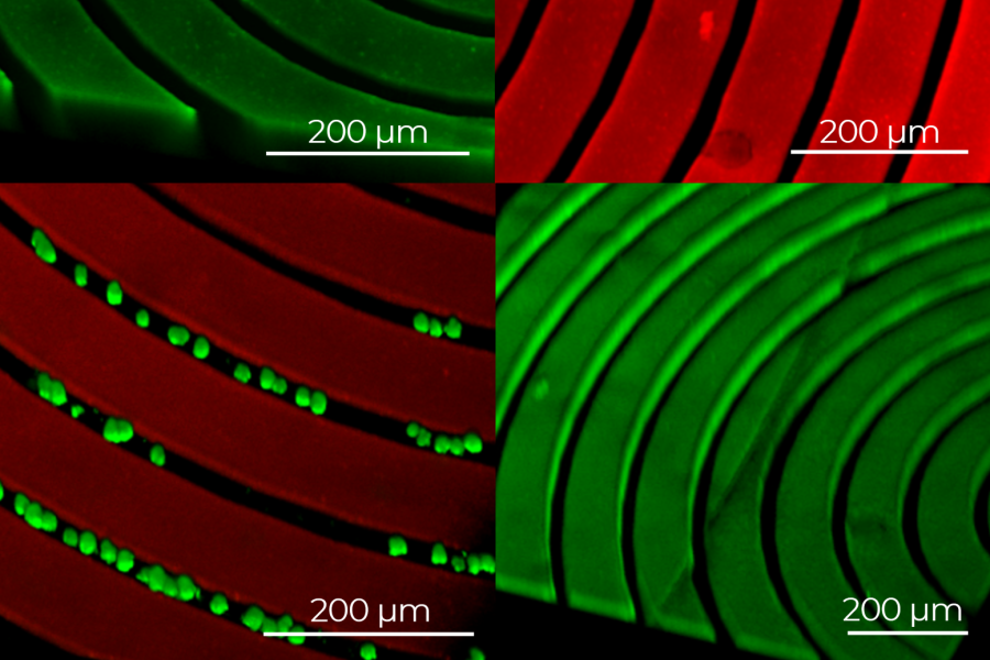 Single cell channels on chip for cellular alignment.