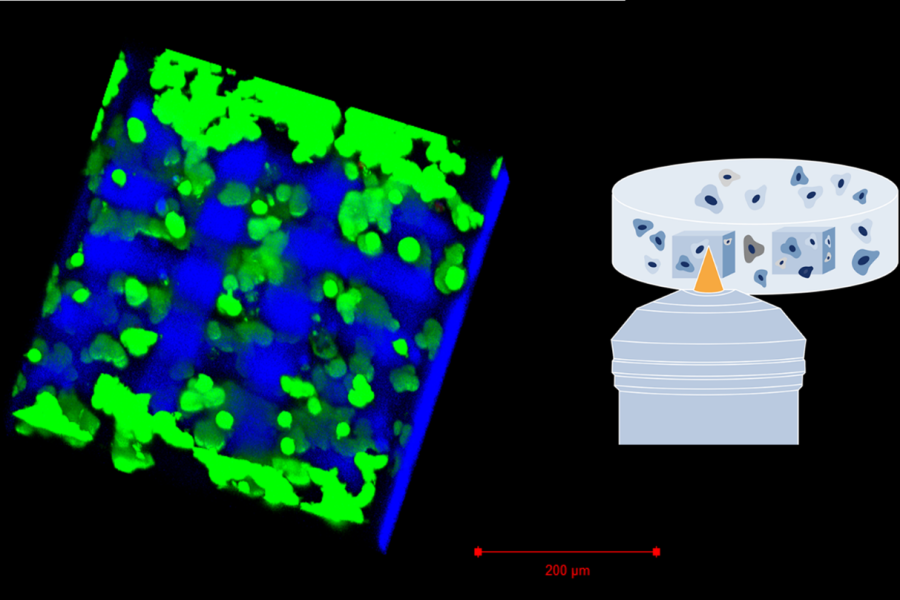 High resolution 2PP Printed structures in the presence of living cells