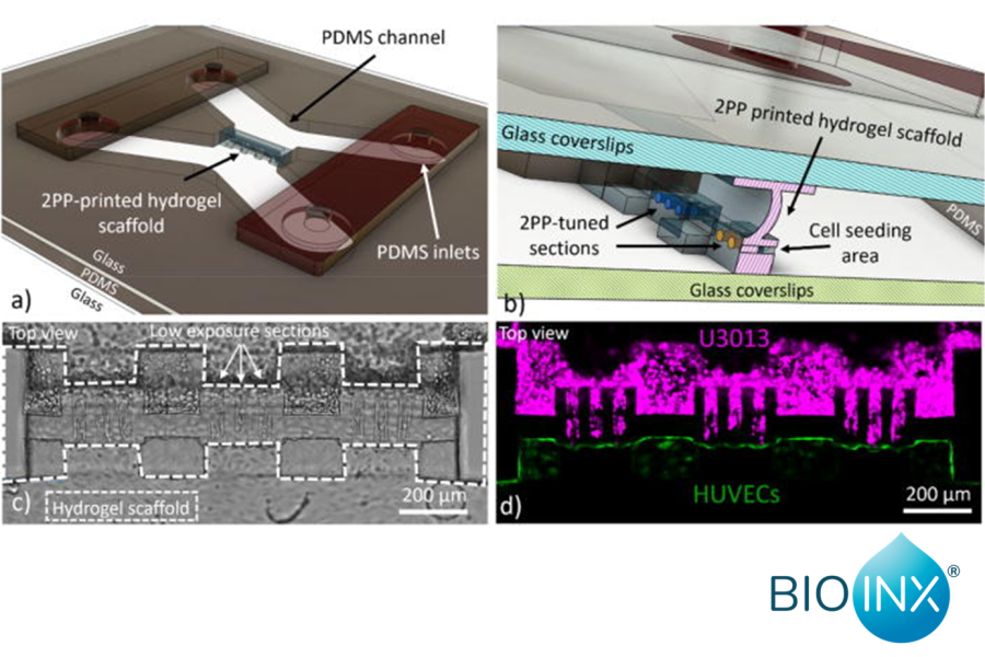 The computer-aided design (CAD) of the microfluidic chip with the hydrogel scaffold separating the vascular side (HUVEC) from the channel with the tumor cells (U3013), (a). Magnification of the CAD design to display the details of the hydrogel scaffold and the microfluidic chip components (b). Brightfield, (c), and fluorescent, (d), image of the magenta-labelled U3013 cells (top channel) and green-labelled HUVECs (bottom channel) cultured on the opposite walls of the hydrogel scaffold (