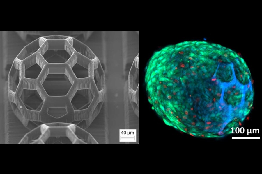 Left: Electron microscopy image of a printed microscaffold; Right: Confocal microscopy image of the stem cells (green) inside the 3D printed cage in DEGRAD INX (blue) (Image courtesy of TUWIEN)