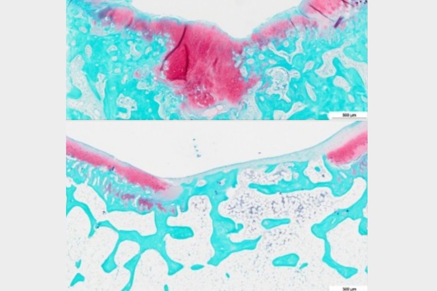 Top: Histology image showing newly formed cartilage (pink) at the tissue defect versus the control group without the printed structures but bone ingrowth from below (bottom) indicating cartilage formation. (Image Courtesy of TUWien)