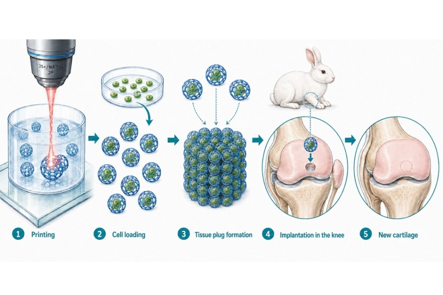 From 3D printing to new Cartilage: the building block is printed using multiphoton lithography, filled with cells, combined into a plug, allowed to mature and placed inside the knee of the rabbit and grows there into new tissue.