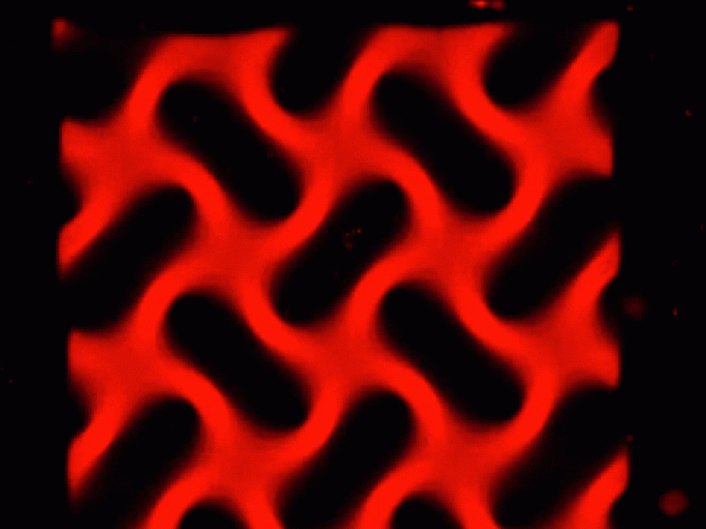 Gif Hydrobio X100